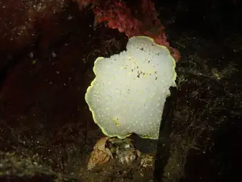 Yellow Rimmed Nudibranch