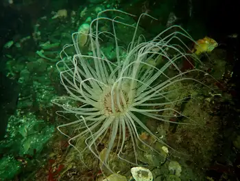 Tube Dwelling Anemone
