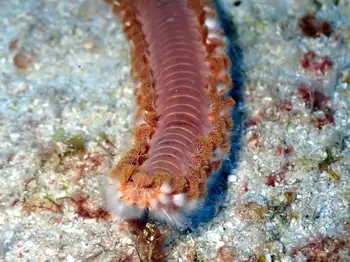 Bearded Fire Worm