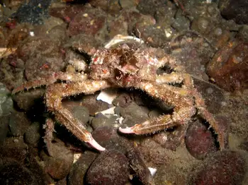 Graceful Decorator Crab
