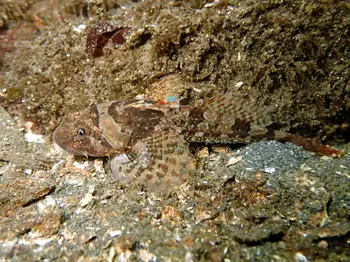 Sculpin