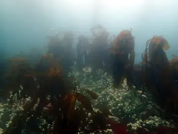 Woody Kelp