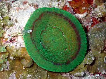 Artichoke Coral