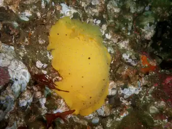 Monterey Sea Lemon