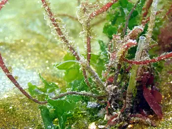 Jointed Three Section Tube Worm