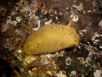 Monterey Sea Lemon