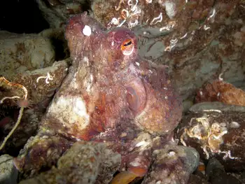 Giant Pacific Octopus
