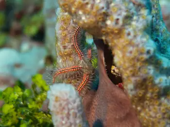 Sponge Brittle Star