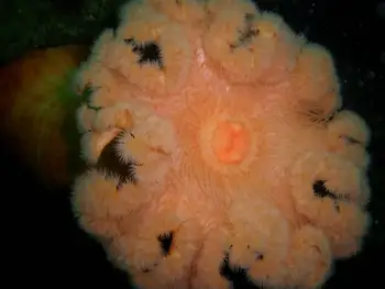 metridium anemone