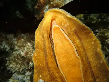 Gumboot Chiton