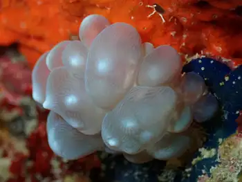 Tunicate