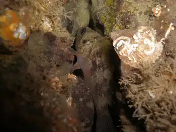 Young of Year Rockfish