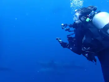 Bottlenose Dolphins