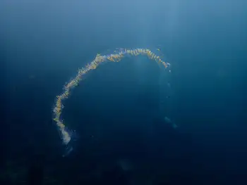 beach bubblewrap salp
