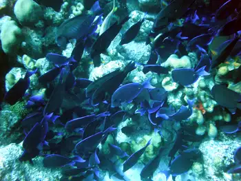 Blue Tangs