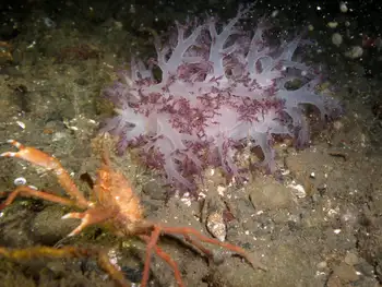 Sharp Nosed Crab