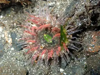 moonglow anemone