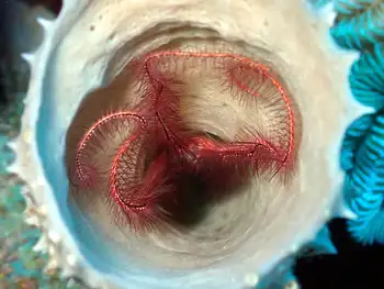 Sponge Brittle Star