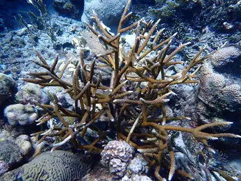 Staghorn Coral