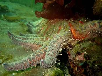 Sunflower Star
