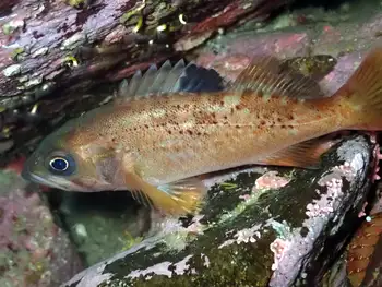 Rockfish