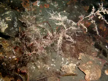 Hydroid