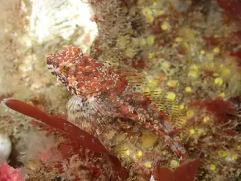 Scalyhead Sculpin