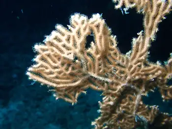Coral