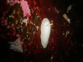 Yellow Rimmed Nudibranch
