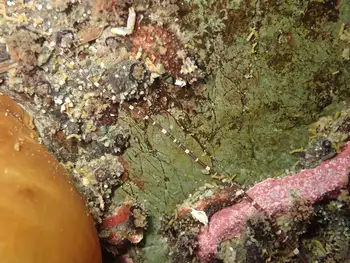 Six Lined Ribbon Worm