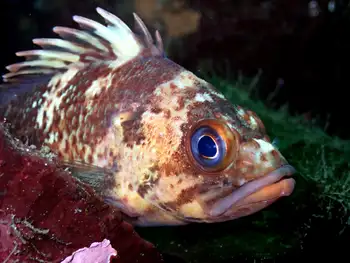 Quillback Rockfish