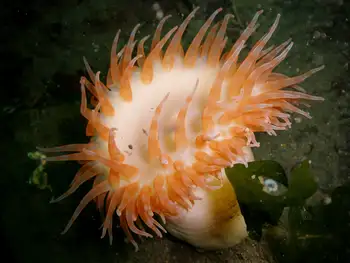 Painted Anemone