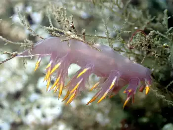 Multicolor Dendronotid
