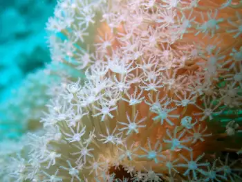 mushroom leather coral