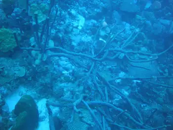 sea rod