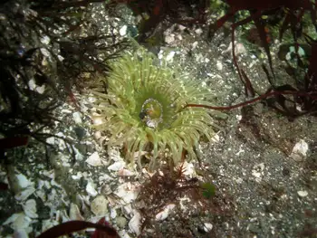 Moonglow Anemone