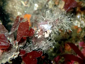 Red Flabellina Nudibranch