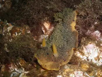 Monterey Sea Lemon