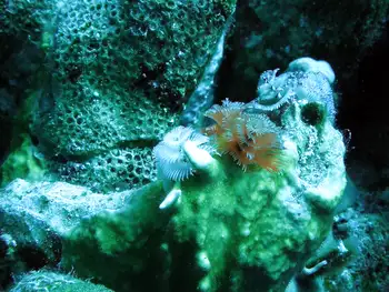 Tube Worms