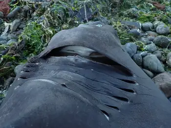 Bluntnose Sixgill Shark