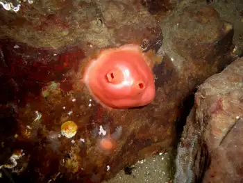 Broadbase Tunicate