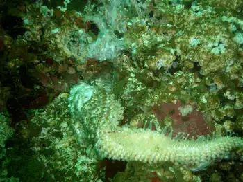 Wasting Ochre Star