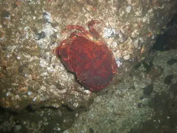 red rock crab