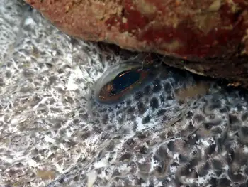 Wolf Eel