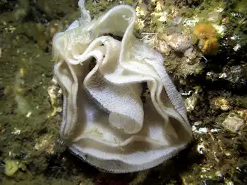 Eggs Nudibranch