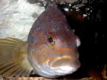 Female Kelp Greenling