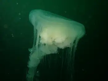 Egg Yolk Jelly