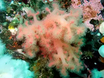 Red Soft Coral