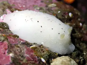 Heath's Dorid