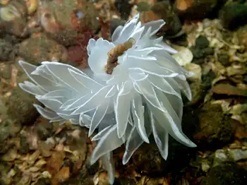 Alabaster Nudibranch